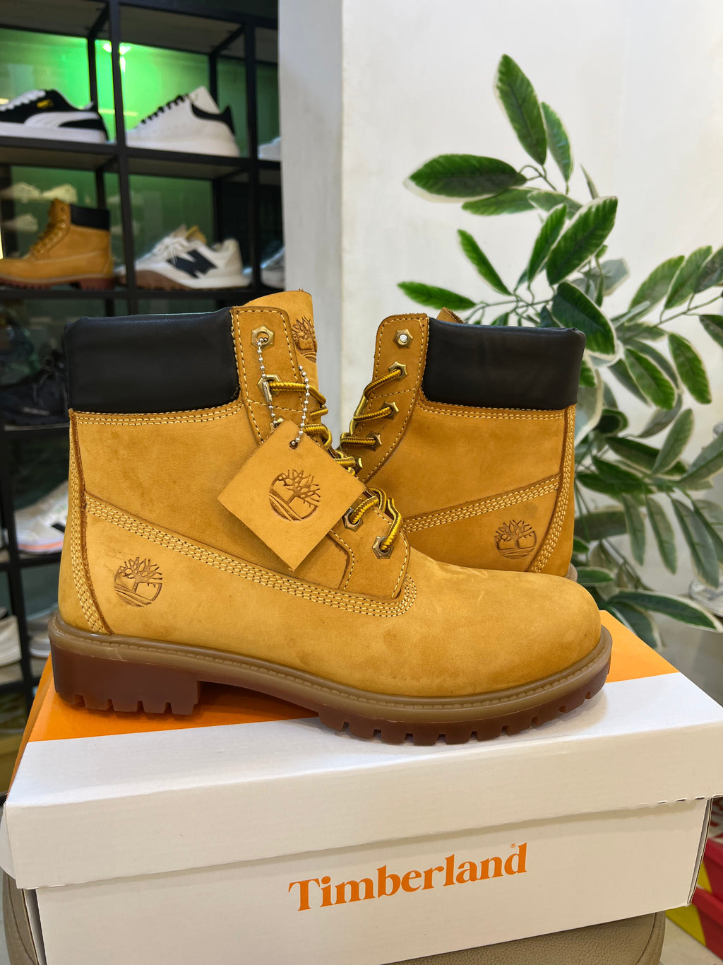 Timberland havan