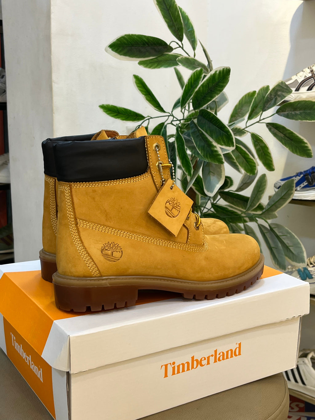 Timberland havan